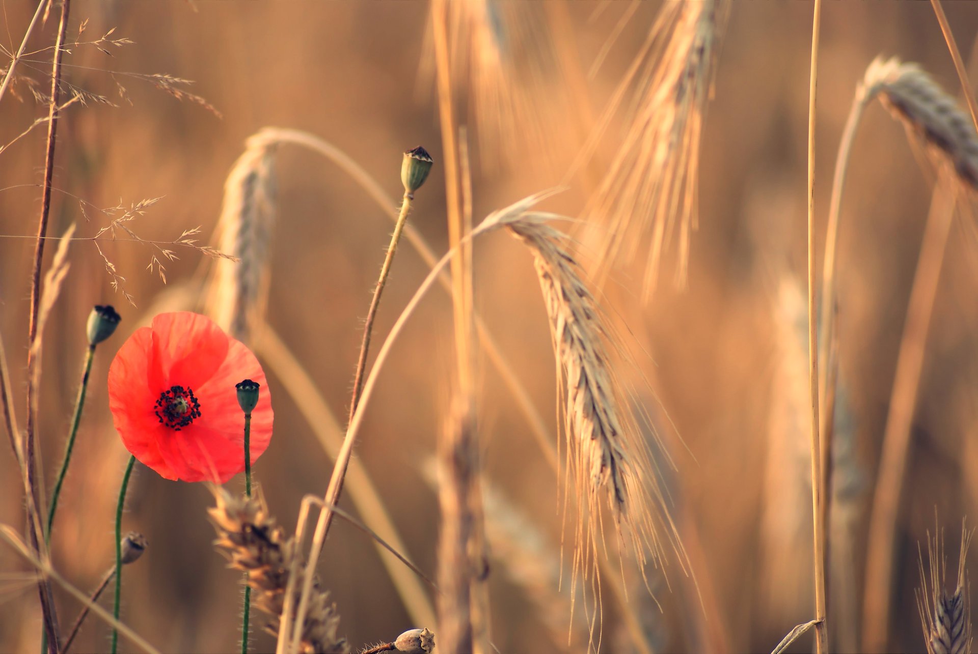 feld ohren mohn blume sommer