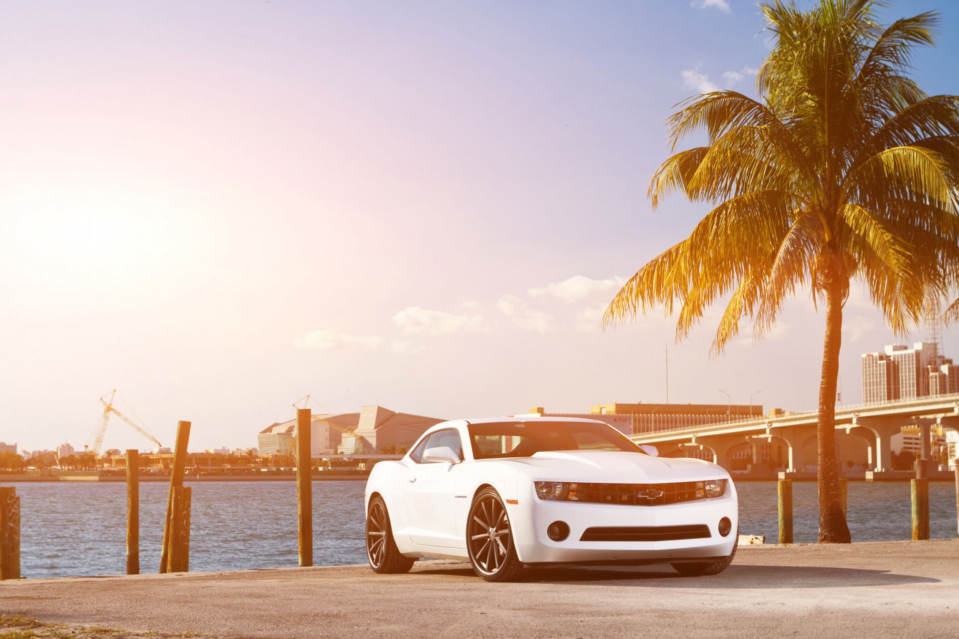 chevrolet camaro white chevrolet camaro front muscle car palm tree coast sky bridge city