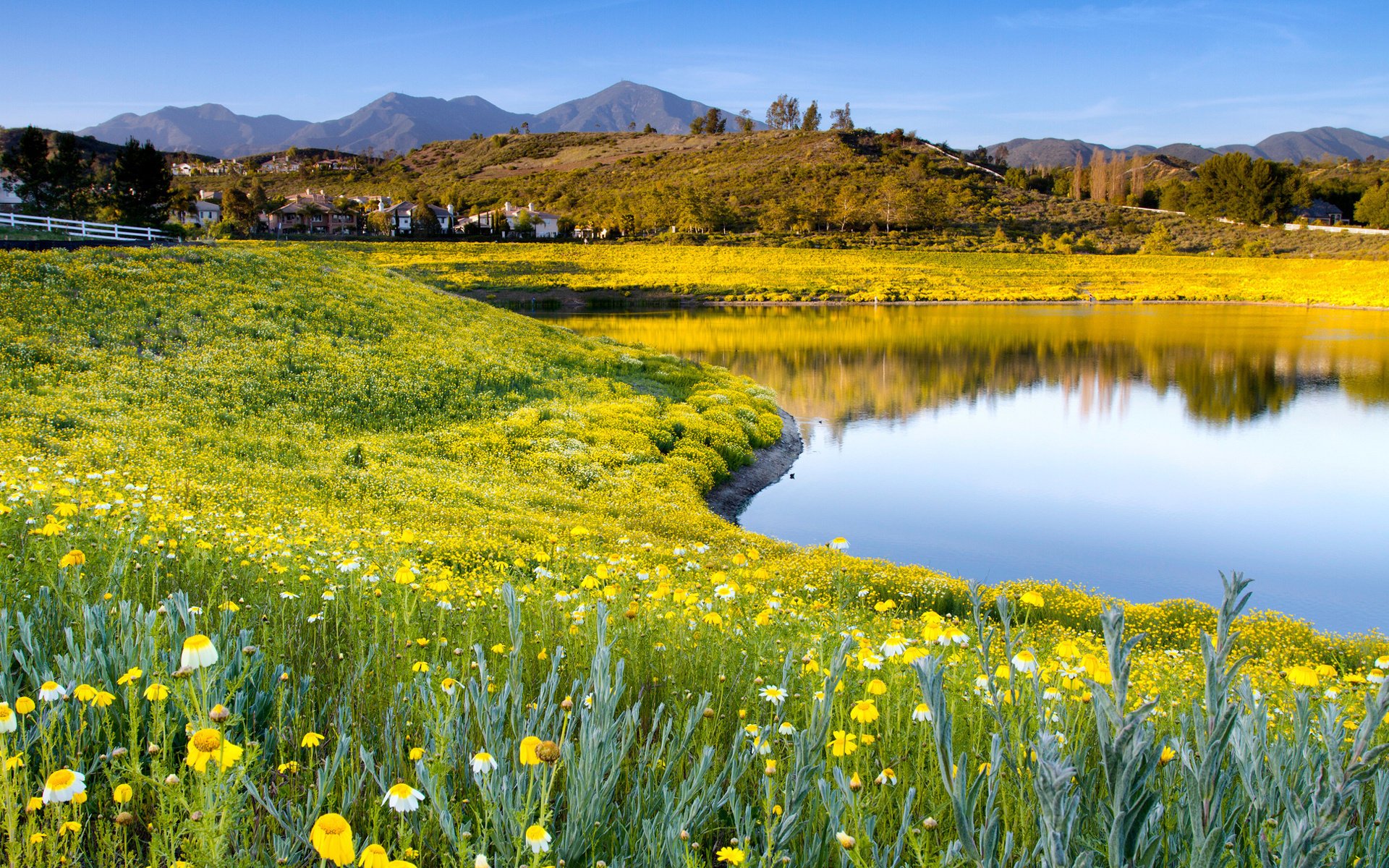 blumen himmel natur see sommer gras