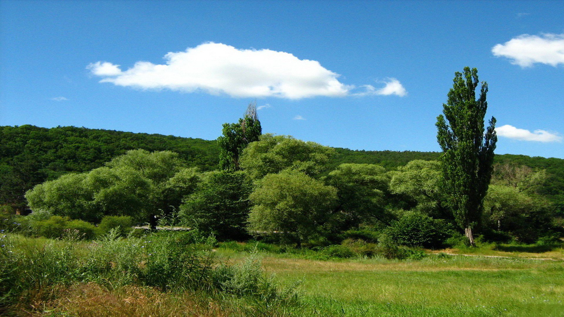 natura foresta cielo blu