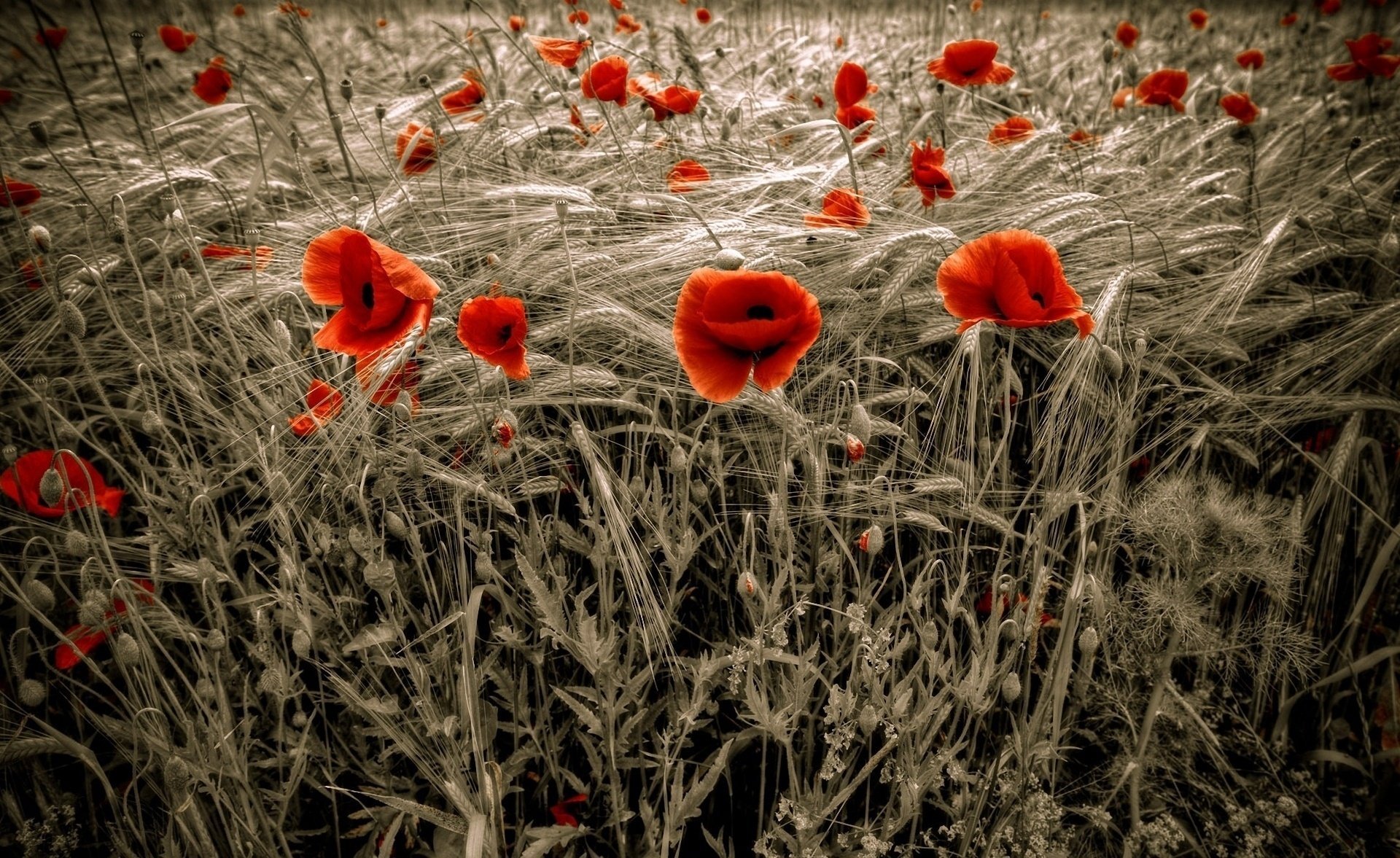 papaveri rosso campo grano papavero