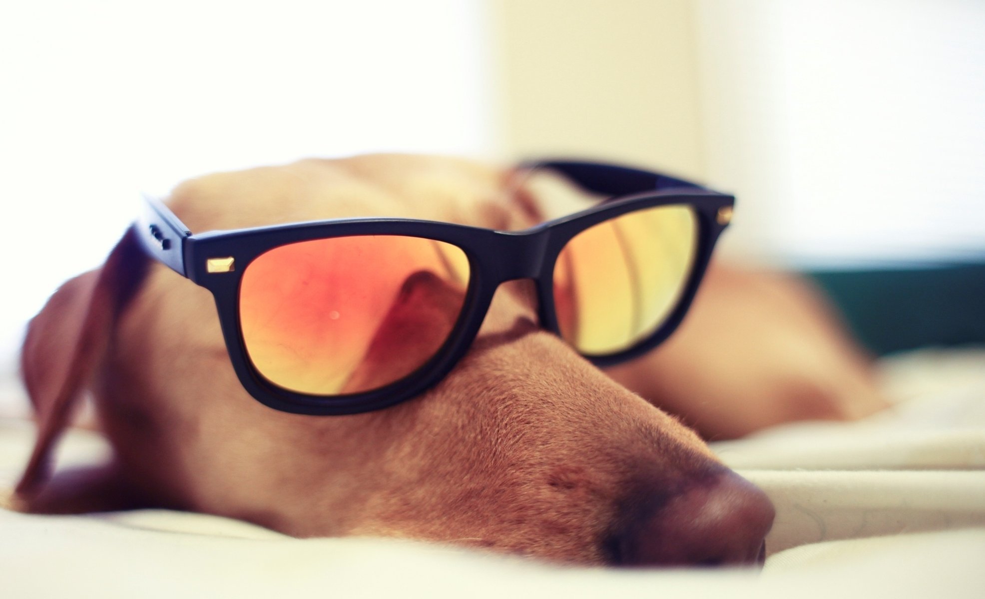 chien glasses dort lunettes