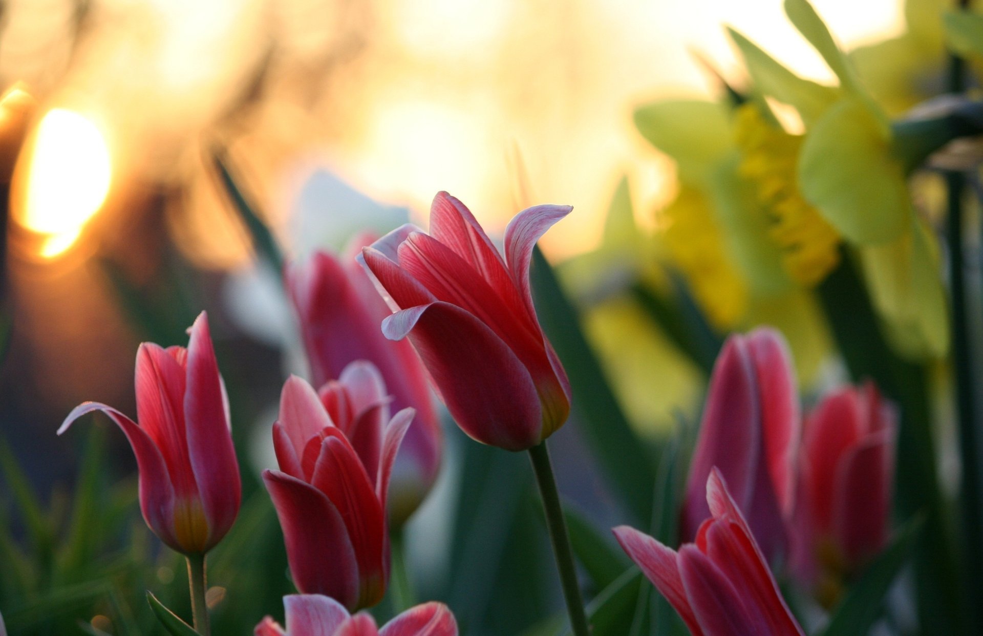 fleurs nature flou bokeh tulipes