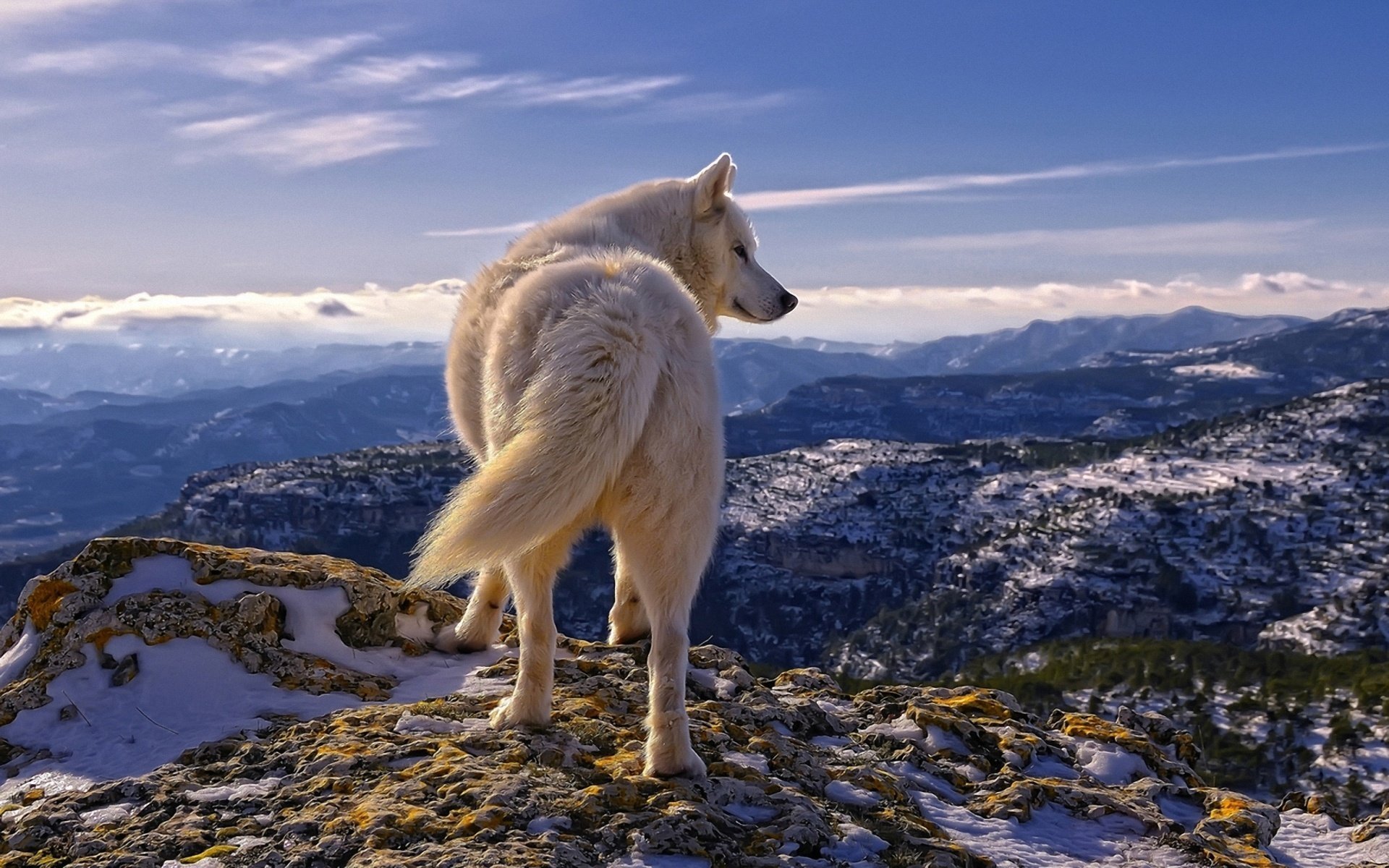 loup montagnes neige nuages pierres blanc ciel