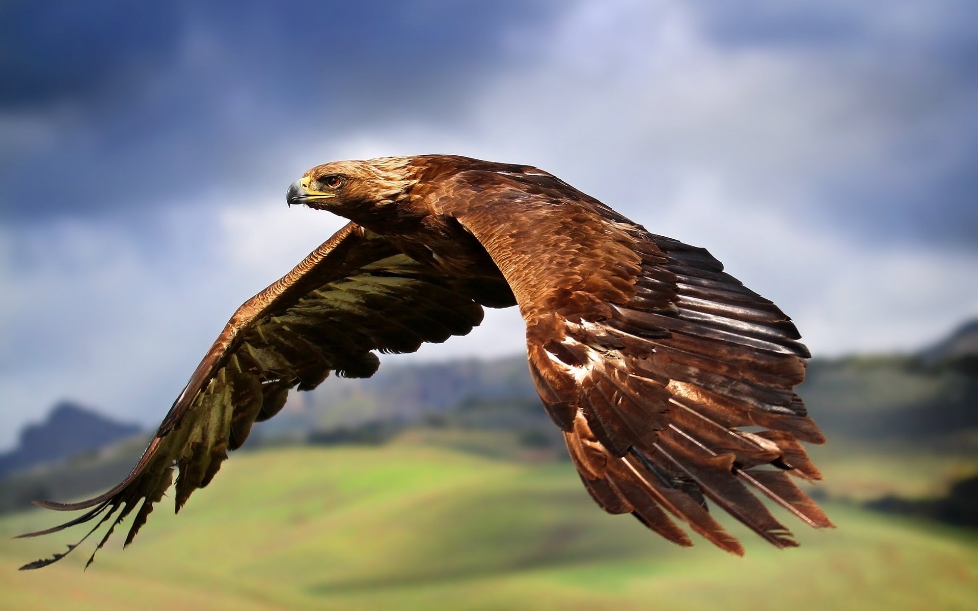 troke wings eagle bird flight