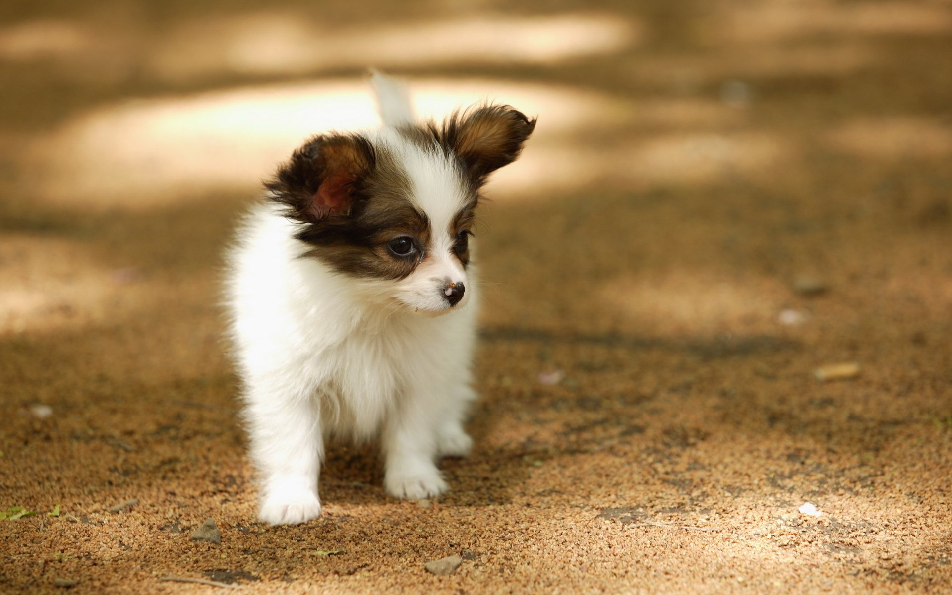 chien été promenade