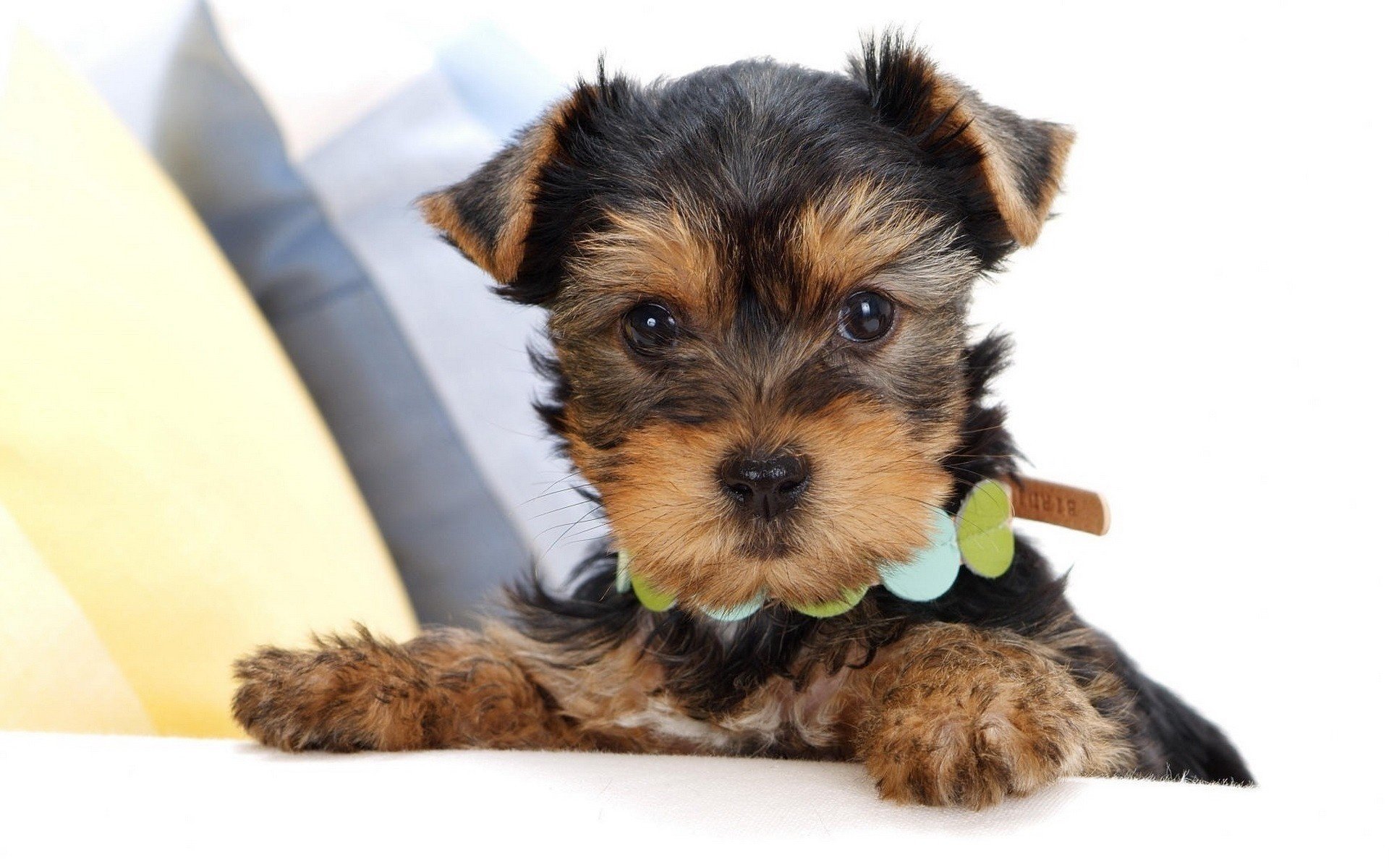 yorkshire terrier welpe halsband schnauze