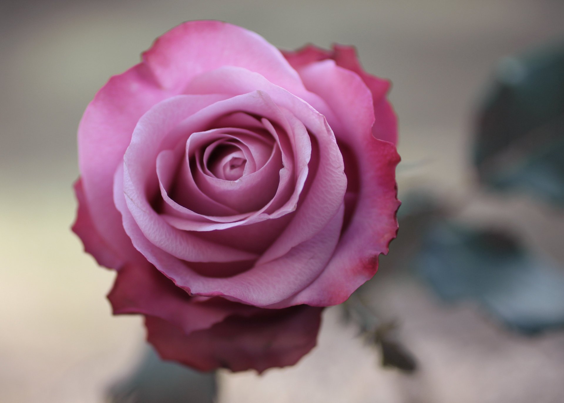 pink rose macro flower photo