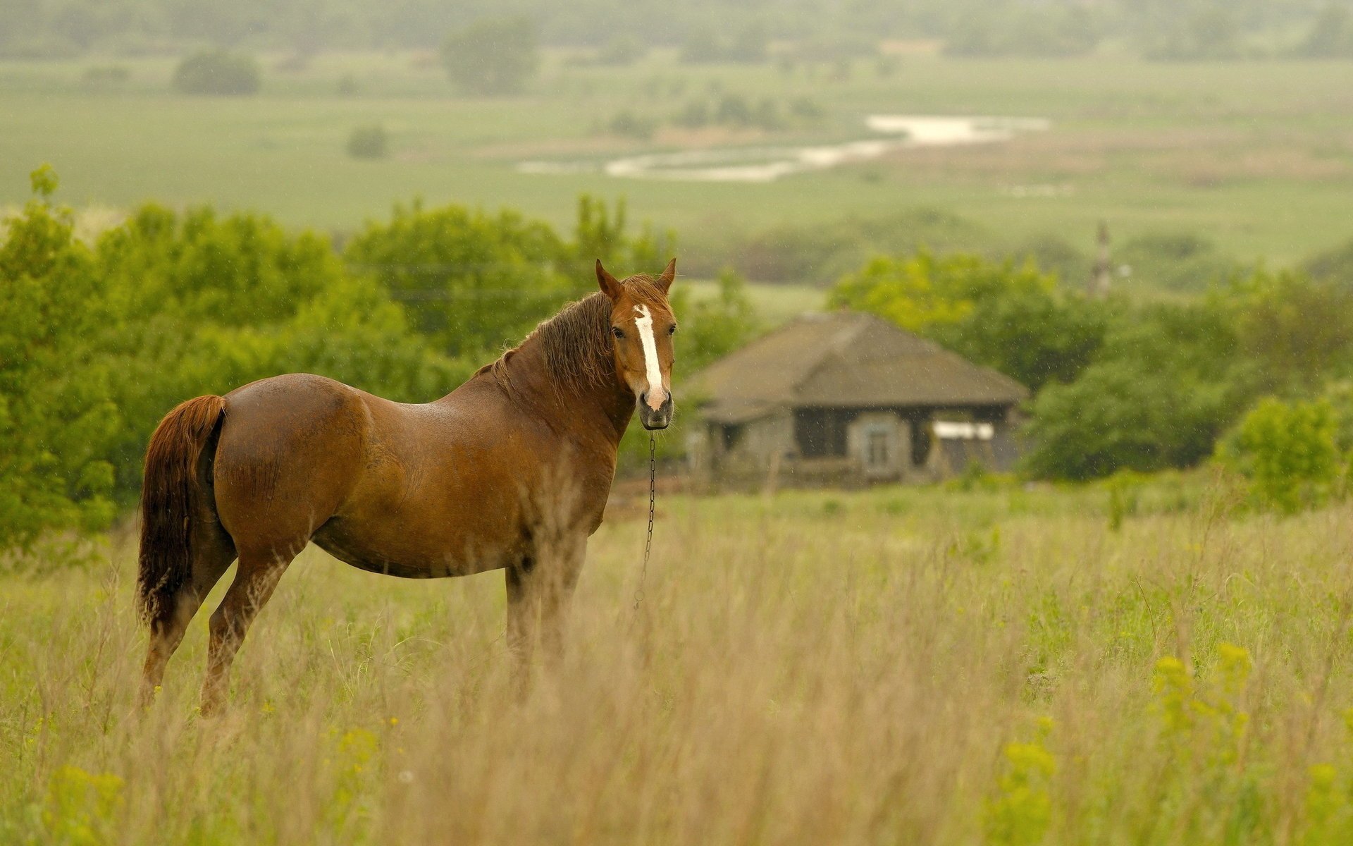 cavallo pioggia mattina campo casa