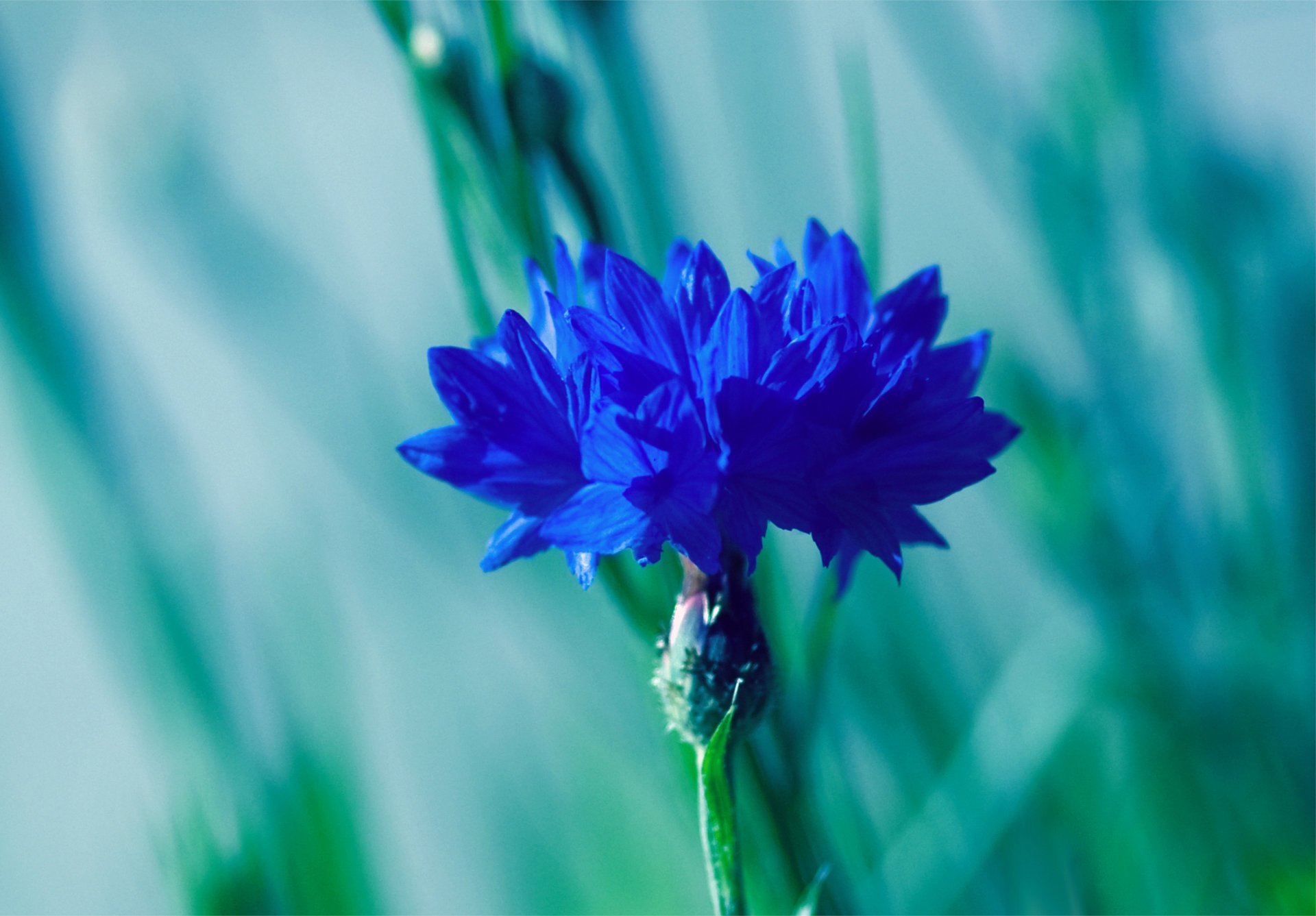 pelo aciano macro flor azul desenfoque