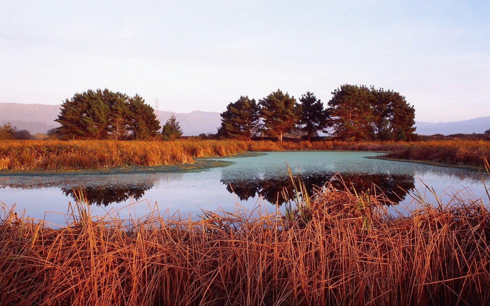 lake reeds tree orange