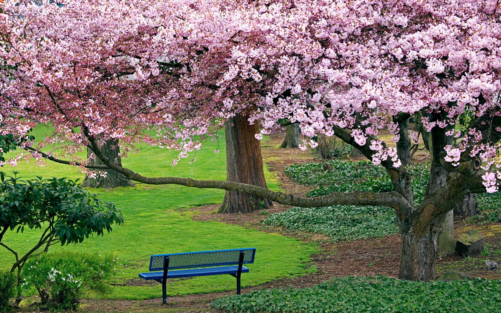 naturaleza tienda parque sakura cerezos en flor árboles