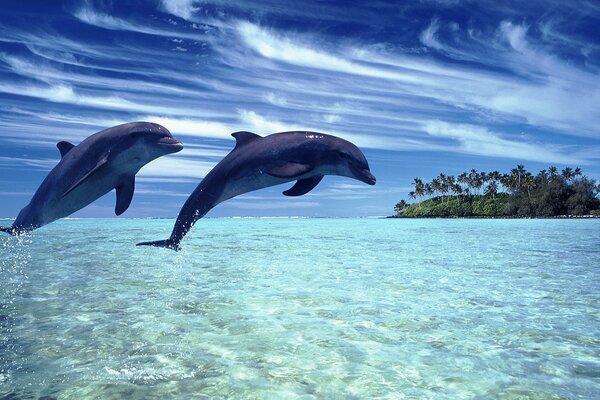 Dolphins jump out of the water against the backdrop of a beautiful sky and an island