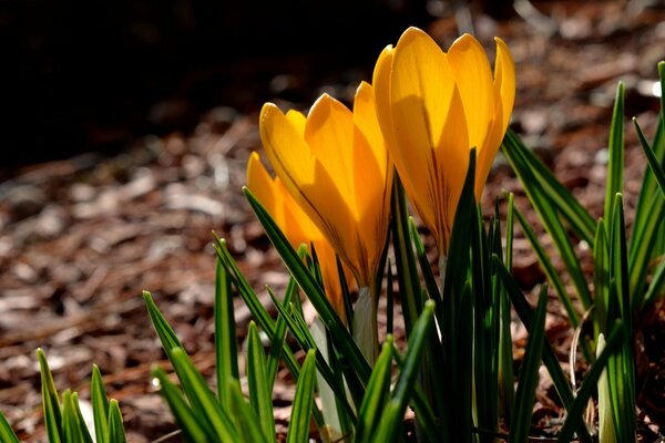 Gelbe Triebe von Blumen Nahaufnahme