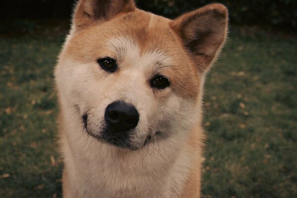 Faithful dog Hachiko looks at you