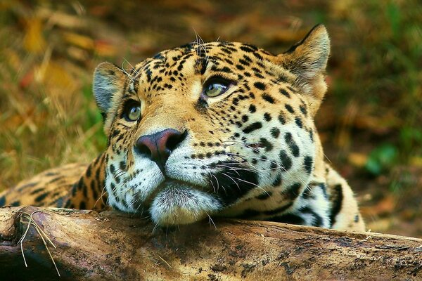 Trauriger Blick eines Leoparden, der auf einem Baumstamm liegt