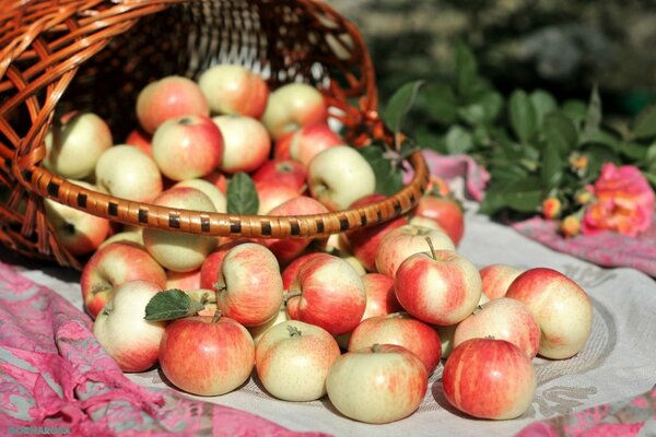 Instead of shopping, a basket of apples