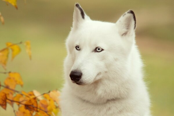 A white dog with autumn leaves