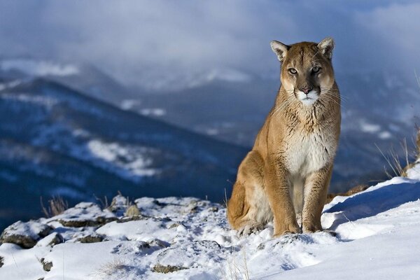 Kagouar sur la montagne regarde les possessions