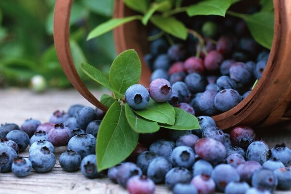 A beautiful bucket with juicy blueberries