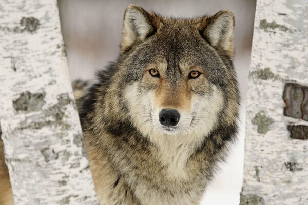 Ein Wolf späht aus zwei Birken