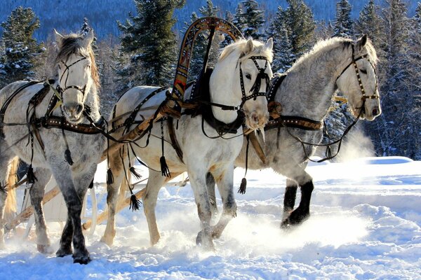 Trois chevaux blancs sur fond de forêt d hiver