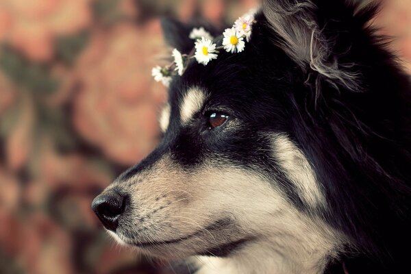 Perrito con una corona en la cabeza Mira en la distancia