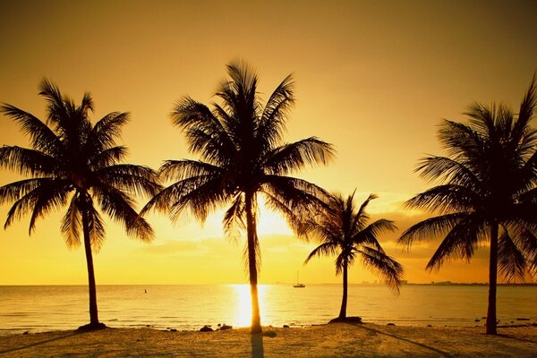 Palm trees in a golden sunset