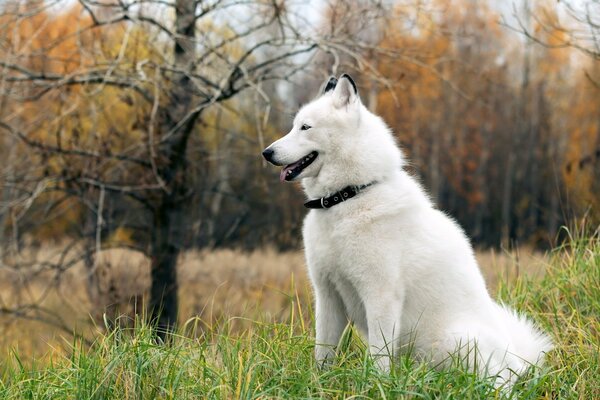 A white dog on the background of an autumn landscape