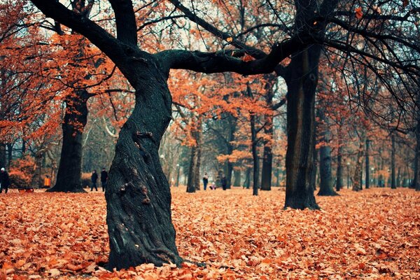 Herbstblatt mit Bäumen im Park