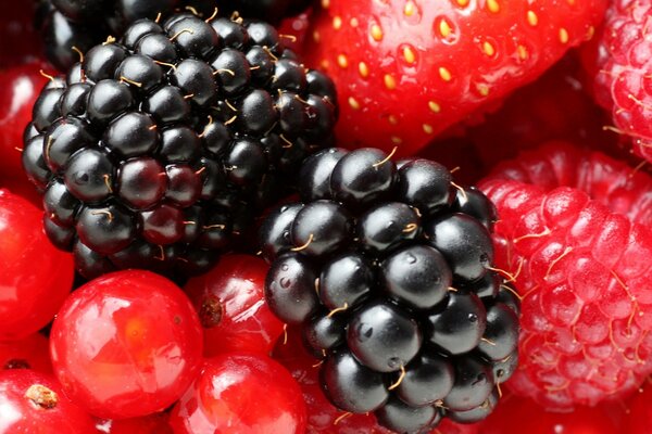 Bayas rojas y negras-fresas, frambuesas, moras, grosellas