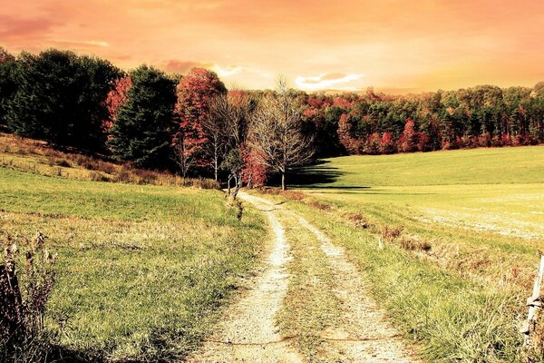 Hermoso campo y camino que conduce al bosque de otoño