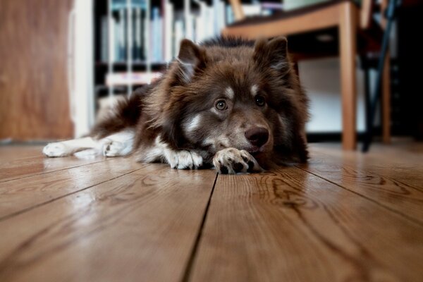 A dog is lying on the floor at home