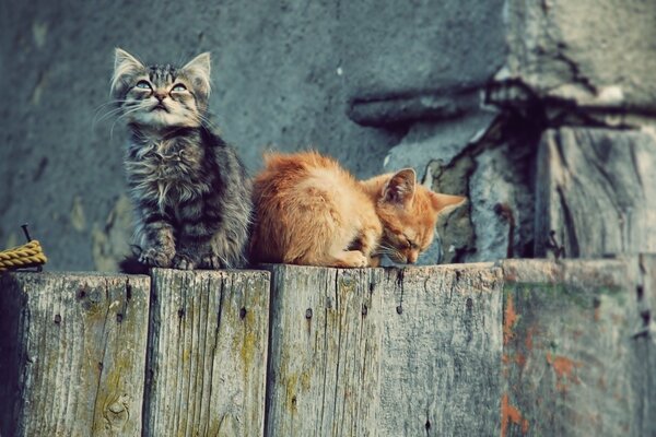 Dos gatitos en la valla descansan