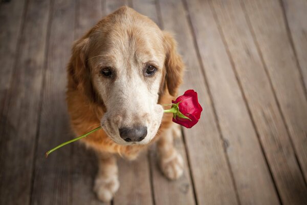 Der Hund schenkt eine Rose als Gentleman