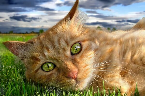 El gato rojo de ojos verdes se deleita en la hierba