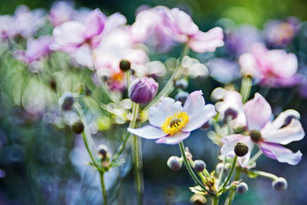 Fleurs d anémone en gros plan de la lumière