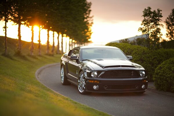 Mustang unter den Bäumen bei Sonnenuntergang