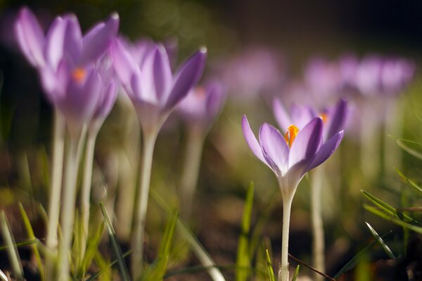 Lila Krokusblätter im Frühling