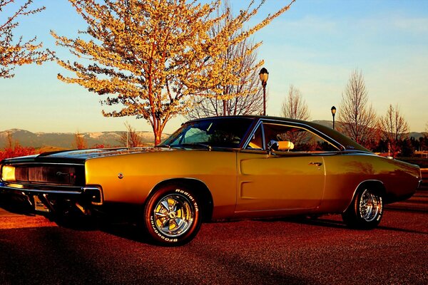 Orange Dodge on the asphalt