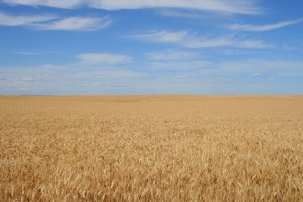 Feld des goldenen Roggens, der in den Himmel übergeht