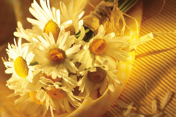 Bouquet of daisies on a yellow background