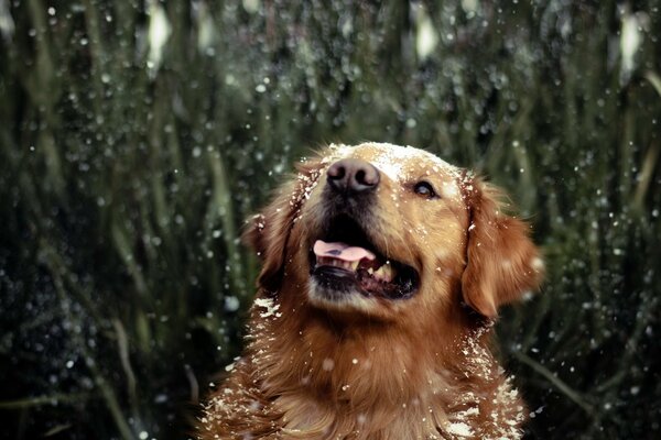 Retriever disfruta de las gotas de lluvia