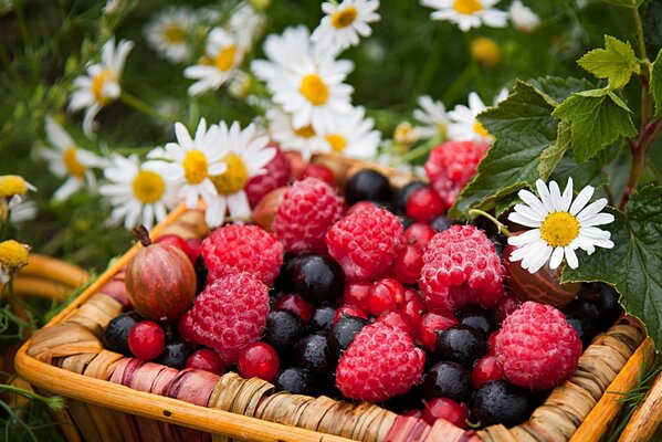 Beeren von Himbeeren, Johannisbeeren in einem Korb und neben Kamille