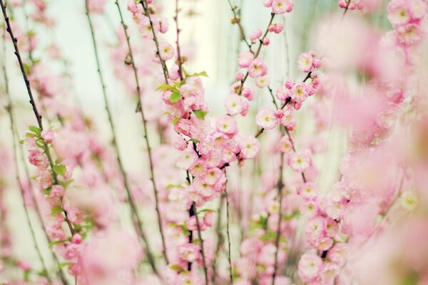 Zärtlich rosa Blüten auf weißem Hintergrund