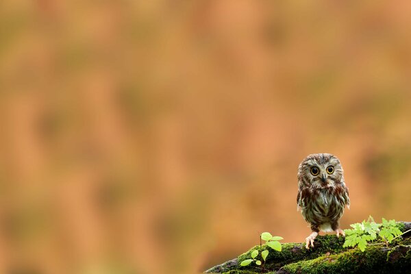 The owl is sitting on a branch covered with moss