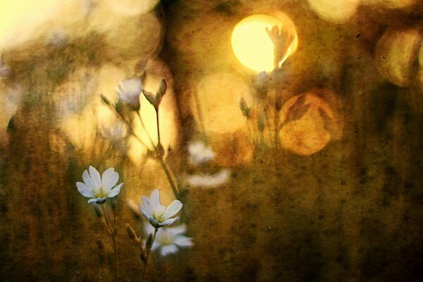 White flowers in nature with the setting sun