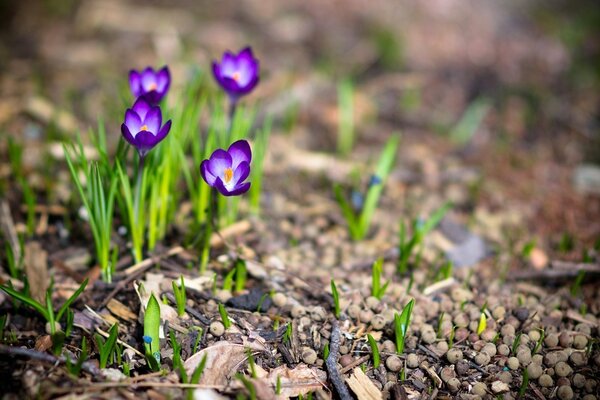 Lila Triebe im Frühjahr Nahaufnahme