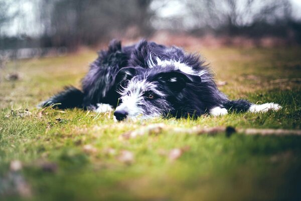 Trauriger Hund deprimiert im Frühling