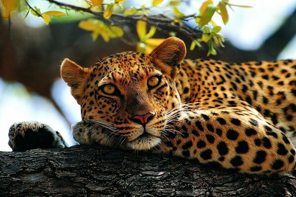 Leopardo manchado yace sobre sus patas en un árbol